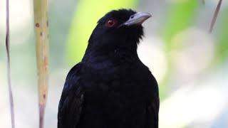 Melody of the Koels magical song  Cuckoo song  New Koel bird song [upl. by Ebsen316]