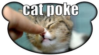 Lets Play Cat Poke German Das mögen Katzen aber nicht [upl. by Lunsford776]