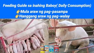 Feeding Guide sa inahing Baboy Daily Consumption Mula sa Araw ng pagpasampa hanggang pagwalay [upl. by Nivlak]