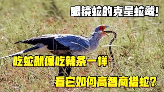 眼鏡蛇的克星蛇鷲！吃蛇就像吃辣條一樣，看它如何高智商獵蛇？ [upl. by Roban]