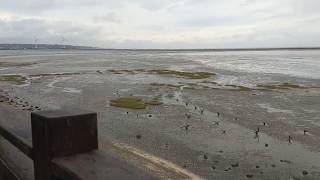 Mud flat intertidal zone with rich life form  turn on CC for message [upl. by Eelymmij]