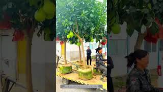 Creative Way Of Container Planting Technique Makes Pomelo Trees Transplantation To Yard Villa Easily [upl. by Atnauq841]