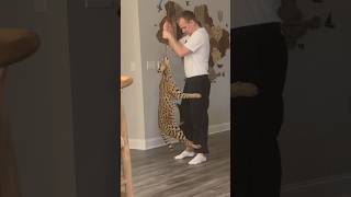 Lifting a Serval while Playing serval servalcats shorts [upl. by Gaivn]