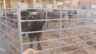 Feria de ganado de Cervera de Pisuerga [upl. by Nerfe]