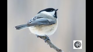 Mésange à tête noire qui se lave avec énergieBlackcapped Chickadee who washes vigorously [upl. by Naivatco214]