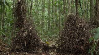 Golden Bowerbird decorating its Bower [upl. by Cerracchio]