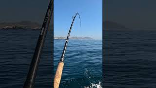 Big Yellowtail smokes the swimbait cedrossportfishingwithtoro9502 [upl. by Kealey]