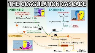 HEMOSTASISCOAGULATION CASCADE  IntrinsicExtrinsicCommon Pathways Amplification and Propagation [upl. by Nwahsyt]