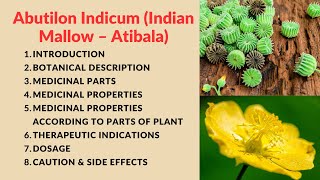 Abutilon Indicum Indian Mallow – Atibala Kangi Plant explain in detail [upl. by Slater979]