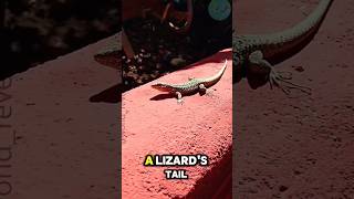 The way lizards autotomize their tails viralshorts tails [upl. by Valorie551]