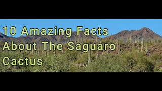 10 Amazing Facts About The Saguaro Cactus [upl. by Nylsirk]