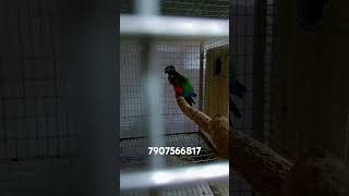 Crimson bellied conure breeding pair aviculture crimsonbelliedconurekeralabirds conure [upl. by Cinnamon]