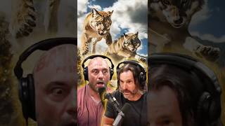 Mountain Lions feeding Wolves ft Joe Rogan [upl. by Yanehc507]