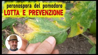 PERONOSPORA DEL POMODORO fate come vi dico per salvare il raccolto [upl. by Zavras936]