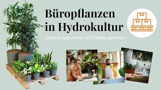 Pflanzen fürs Büro einfach auf Palette bestellen Hydrokultur Büropflanzen frisch vom Gärtner [upl. by Lalitta]