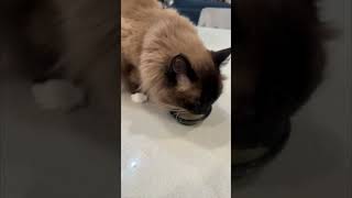 Cute Coco the Cat Loves Her Bone Broth Soup  Arizona Cuddly Ragdoll Cats shorts [upl. by Becht288]