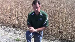 White Mold  Sclerotinia Stem Rot [upl. by Mallis]