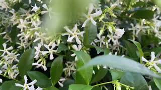 Star jasmine Trachelospermum jasminoides care tips for fantastic evergreen easy to grow vine [upl. by Eilram]