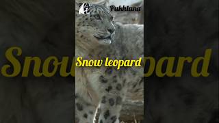 snow leopardPanthera unciaSeptember2024pukhtanarelaxingworldsurvivingvlogs animals [upl. by Adnohsar]