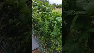 🥦🥕 les haricots magiques 💥 Haricot vert comment éviter les mauvais herbes ❤️ autonomiebio [upl. by Aisiram]