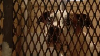 Empty the Shelters Metro Detroit animal shelters overwhelmed need help [upl. by Slocum]