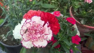 How to grow and care Dianthus amp Carnation plant [upl. by Euqinomod]