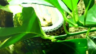 Aquarium Aqua Terra Sea Zoo Vienna Terrarium Haus des Meeres Wien HdM House of the Sea large snake [upl. by Kenny548]