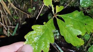 Sessile Oak Quercus petraea saplings growing in rockery slope 23112024 Northern Ireland [upl. by Bickart]