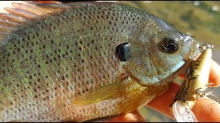 Bluegill Panfishing and Bass Fishing with One of the Best Shallow Water Lures [upl. by Sirah]