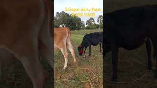 SGopal cattle farm HF and JERSEY calf AVAILABLEcowsales dairyfarmcattlefarmdairycowsalepurchase [upl. by Rehptsirhc584]