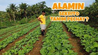 MALAKI ANG KITA SA TANIM PECHAY  700KG MA HARVEST [upl. by Ahselet]