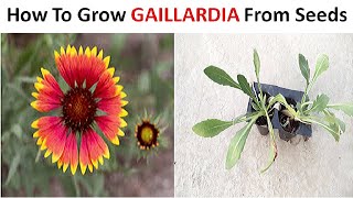 How to grow Gaillardia from seeds Stepbystep [upl. by Bonnell922]