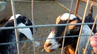 AngloNubian Goats [upl. by Gove]