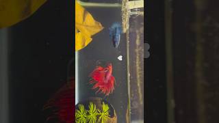 Betta fish breeding 🥰 Part 1 shorts bettafish breeding [upl. by Yelkreb]