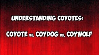 Understanding Coyotes Coyotes Coydogs and Coywolves [upl. by Posehn803]