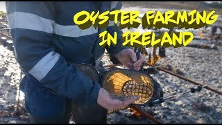 Oyster Farming in the West of Ireland [upl. by Ecurb854]