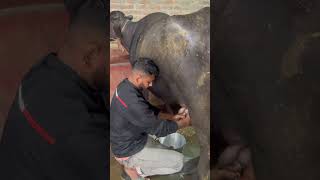 Sitaram dairy farm bettiah viralshorts short shorts [upl. by Merna]