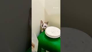 Kunju vavaa piranu veetile paithalcat catlover kitten ytshorts shortsviral shorts ytviral [upl. by Ardelia747]