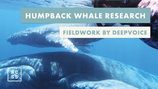 Humpback Whale Research Expeditions by Deep Voice [upl. by Gurevich193]