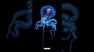 octopus amazing facts 😱🔥shorts viral facts [upl. by Oryaj]