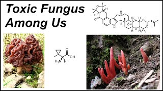 The Science of Fungal Toxins [upl. by Ozmo]