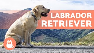 LABRADOR RETRIEVER  ALL About This Popular Breed [upl. by Yemac387]