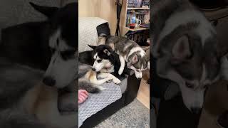 Heavy Headed Cuddler😄 shorts husky shiba pomsky dog pets cute funny [upl. by Arney106]