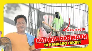 Cucak Ijo pake kandang LB Cucak Ijo satu tangkringan cucak ijo MAIN NAGEN Cucak ijo Nakal HoBi ID [upl. by Esoryram]