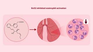 Eosinophil Phenotypes are Functionally Regulated by Resolvin D2 During Allergic Lung Inflammation [upl. by Gert]