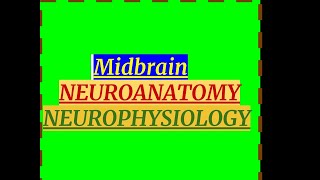 MIDBRAIN NEUROANATOMY NEUROPHYSIOLOGY [upl. by Eisinger]