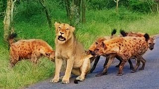 Old Lioness Tries Escaping Gang of Hyenas [upl. by Enyalaj254]