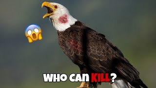 6 Eagles That Could Defeat A Bald Eagle [upl. by Nasas]