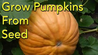 How to Grow Pumpkins From Seed  Step By Step [upl. by Arahsit]