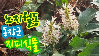 수호초 Japanese Pachysandra [upl. by Harold940]